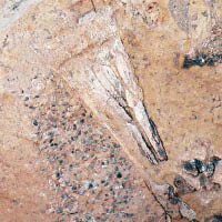 2600萬年巨鳥化石