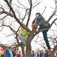 梅花節  遊客任性攀枝拍照