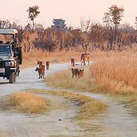 津巴布韋獅子激增擾生態
