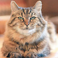 俄州26歲貓全球同類最老