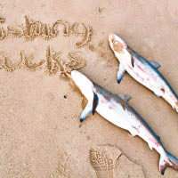 疑漁民自拍下毒手 兩幼鯊伏屍澳洲沙灘