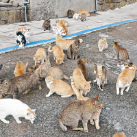 日本貓島缺糧 網民捐爆倉夠食兩月