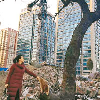 拆遷粗疏  毀京城百年古樹