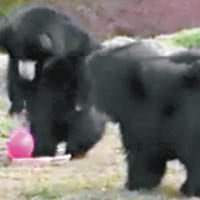 三隻小熊玩氣球