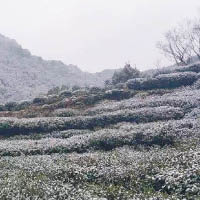 寒雪突至 浙百萬畝茶園凍傷