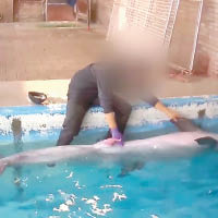 訓練員教排精非性侵海豚