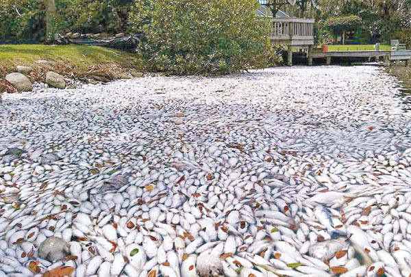 厄爾尼諾毀經濟 佛州魚屍塞滿河