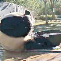 大熊貓發情  玩水減壓
