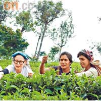首次踏足斯里蘭卡的劉若英（左），到茶園採茶，體驗當地貧民的生活。