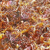海藻是島上的特產，主要出口到世界各地。