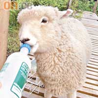 小鎮Cathins內羊比人更多，在農場中可嘗試給小羊餵奶。