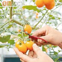 邱先生教路，摘番茄要連枝一齊剪，才能保存整顆番茄完整。