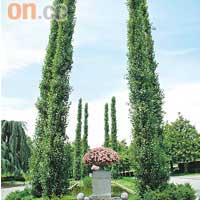 優雅的Bois-de-Vaux Cemetery並非名人墓地，只要在瑞士定居超過二十五年，便可免費使用。