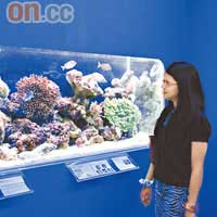 海底研究中心有點似水族館，魚兒分門別類放於不同缸中供人欣賞。