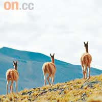 駱駝羊是南美洲山區獨有的動物，單看此相片像國家地理雜誌吧！