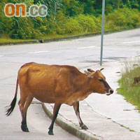 車程沿途見到不少水牛，好大隻呀！