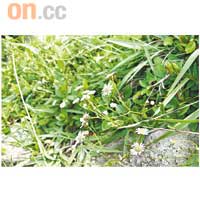 優美的小花、奇形怪狀的石山,令人驚嘆大自然的威力。