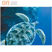 東馬詩巴丹島四周海域，因長年水溫和暖、水流緩慢，常有海龜出沒。