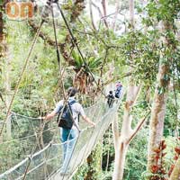 走過吊橋可更深入欣賞樹林景致。