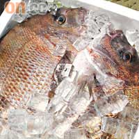 我們捕獲的鱲魚與油甘魚，待會給送至黑潮市場製成刺身及烤魚。