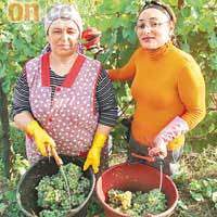 現正是秋收季節，土耳其籍女工都忙於採摘葡萄。