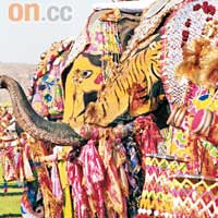 大象跟牛一樣，在當地相當神聖，平日不但會在象頭上繪上圖案，在齋浦爾還有大象節。