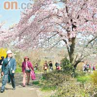 日本東北包括了宮城、山形、福島、岩手、秋田、青森六個縣。<br>春<br>福島縣的花見山公園，每年四月便開遍漂亮櫻花。