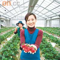 夏<br>日本東北農園眾多，新鮮水果可入果園摘個夠。