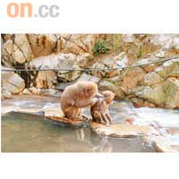泡溫泉中間的小息時段，不少猴兒互相捉蝨作消遣。