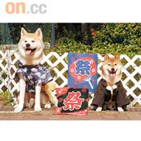 秋田犬（左）、柴犬（右）