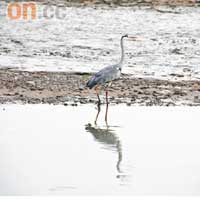 泥灘中數以萬計的生物，每年吸引超過二百種珍貴候鳥到來過冬。