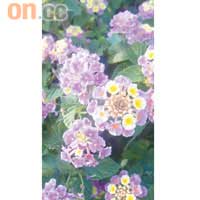 微距<br>花瓣花蕊都影得清楚，但始終景深唔夠，主體未算突出。