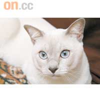 東奇尼貓特徵相比臉尖的暹羅貓，東奇尼貓的頭略圓，大耳朵、大眼睛。東奇尼貓最讓人喜愛是擁有一雙寶石般的眼睛，顏色大致分為水色（Aqua）、藍色及綠色。
