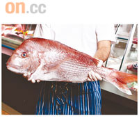 Pink Snapper $239/公斤（原條買價錢）來自新西蘭的鯛魚，肉質鮮嫩無比，據老闆講這是今期當造，相信用來BBQ會不錯。