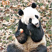 十隻大熊貓一月將飛抵上海，為世博打氣。