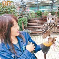 貓頭鷹是日本人眼中的福鳥，甚得國民歡心。