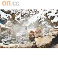 志賀高原 雪猿泡溫泉