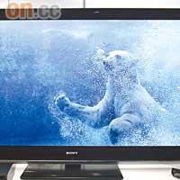 Asahiyama公園3D試片，北極熊跳落水池游水，感覺真係幾真實。