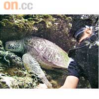 最終找到這隻躲在珊瑚中間的蠱惑海龜，幸好牠不會龜波氣功。