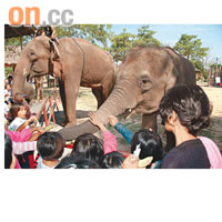 散場前，大象小象還親來握手……Sorry，握鼻才對。