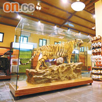 紀念品店內除有大量老虎精品外，還有威猛的老虎標本。