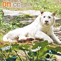 除了「銀虎」這好意頭的名字外，白老虎亦有雪虎的別稱。