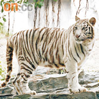 白老虎媽媽凱麗年屆15歲，即相當於人類的60歲，不久前動物園還為牠舉行了60大壽。