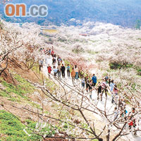 光陽市擁有韓國最大的梅花群落，每年春天也舉行盛大梅花節。