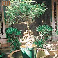 樹枝彎曲成「壽」字的盆栽，據說只要摸一下，便可長命百歲。