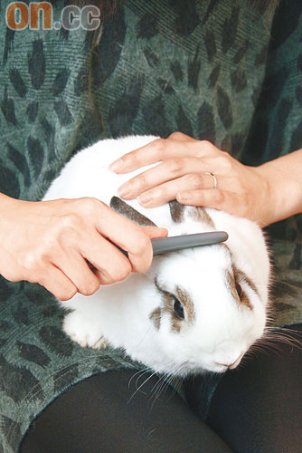 每日為兔仔梳毛、按摩，絕對是基本的照顧事項。