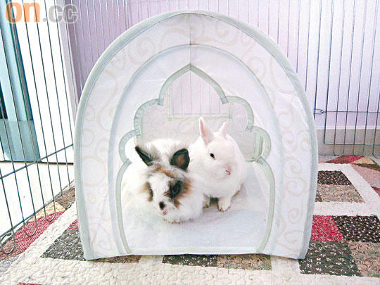 Jenny身為兔協的義工，現正成為暫養家庭，為6歲的歡歡（右）與7歲的扁扁（左）提供居所。