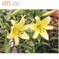 百合花