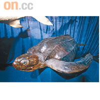 棱皮龜<br>現存不足25,000隻，瀕臨絕種邊緣，屬世界上最古老、體形最大嘅一種龜類，最長達3米，最重達900公斤。