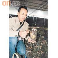 在百菇莊，客人可親身落場採摘。